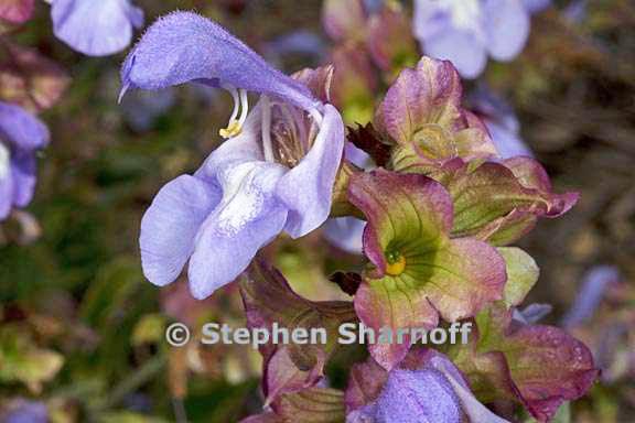 salvia pomifera ssp pomifera graphic